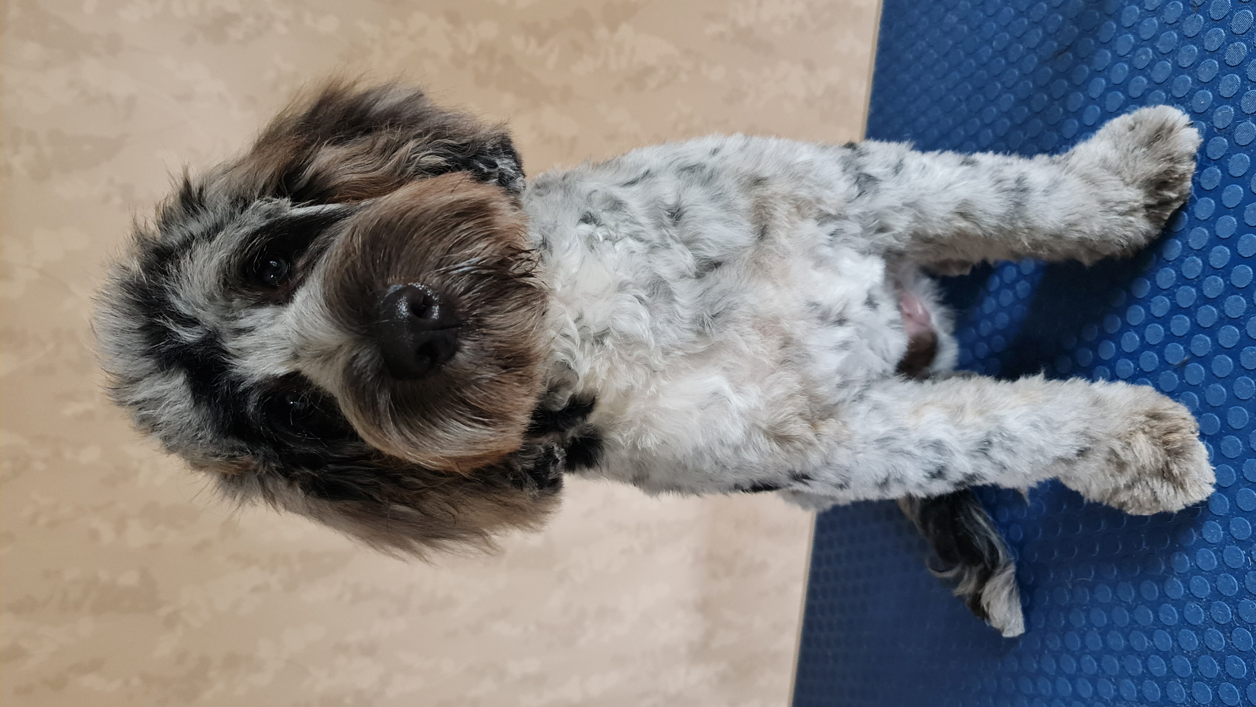 Image of a Dog after being professionally groomed.