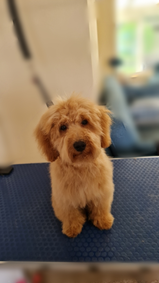 Image of a Dog after being professionally groomed.