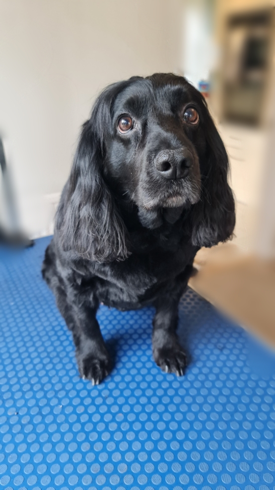 Image of a Dog after being professionally groomed.