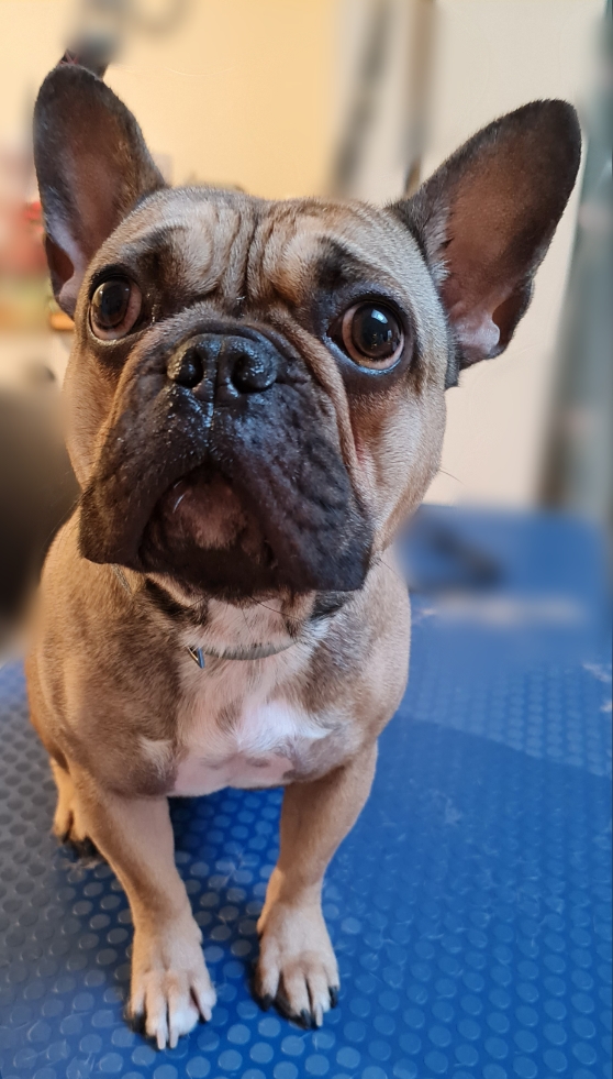 Image of a Dog after being professionally groomed.