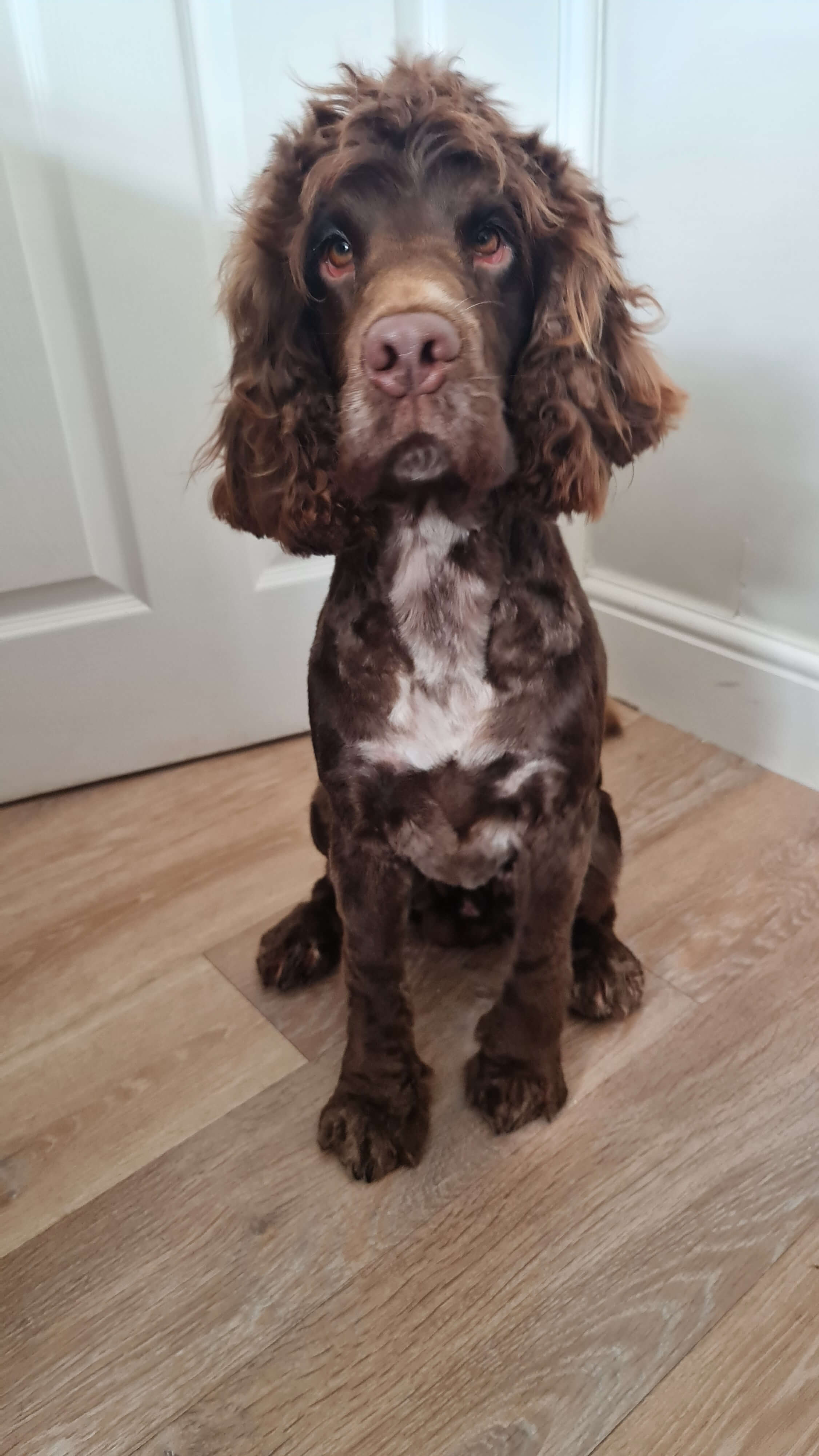 Image of a Dog after being professionally groomed.
