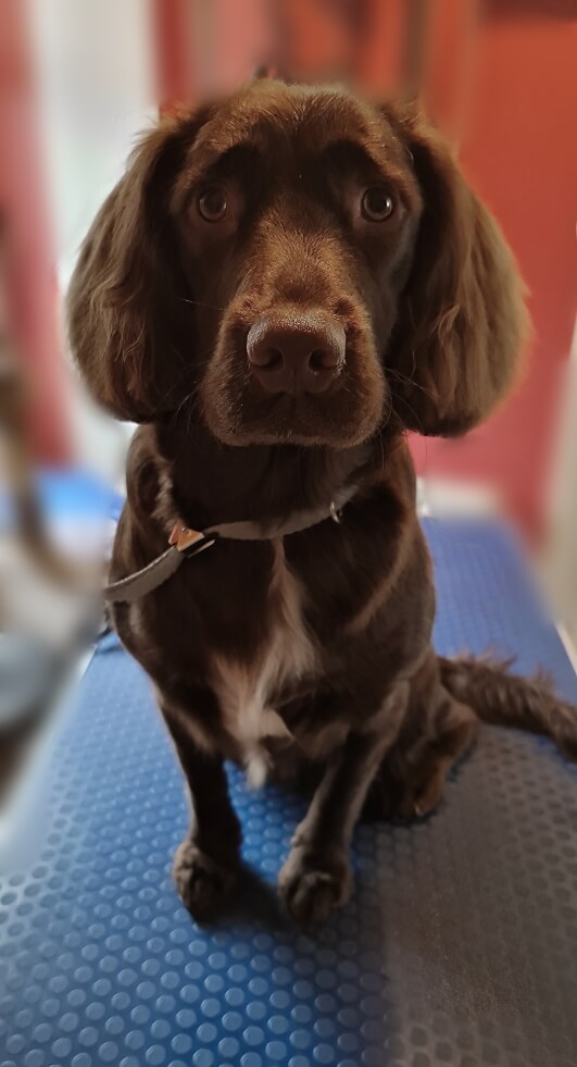 Image of a Dog after being professionally groomed.