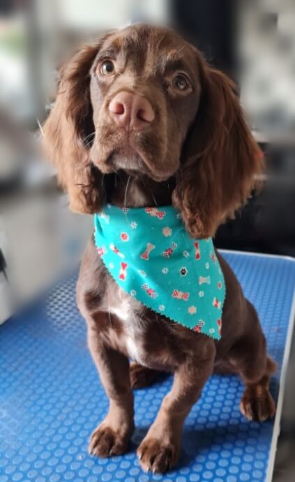 Image of a Dog after being professionally groomed.