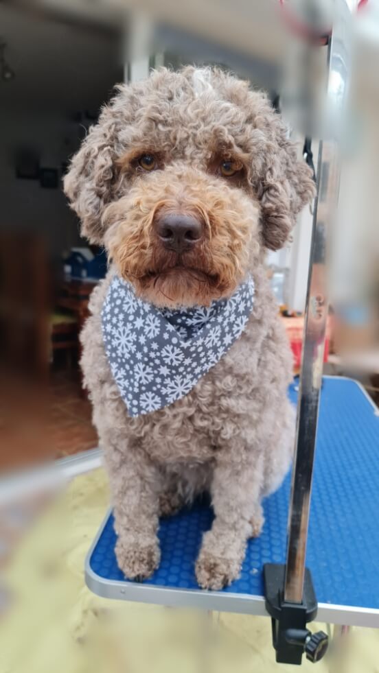 Image of a Dog after being professionally groomed.