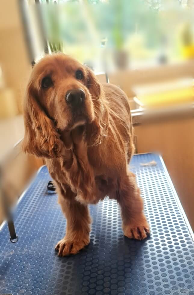 Image of a Dog after being professionally groomed.