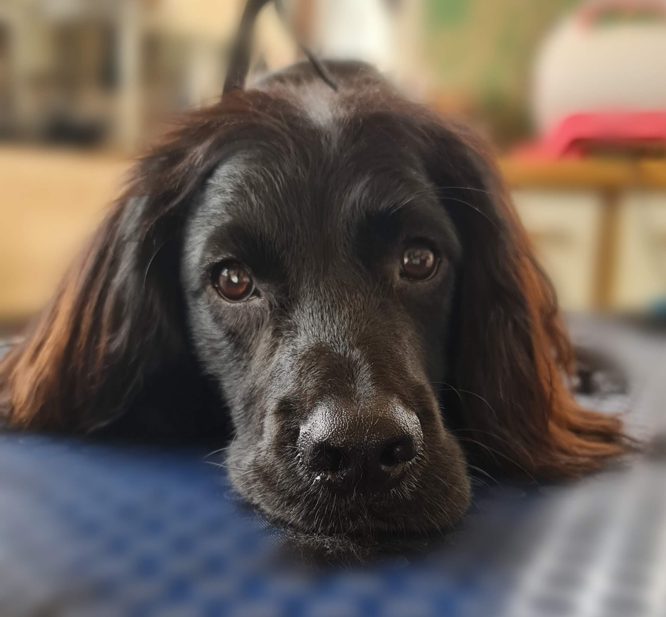 Image of a Dog after being professionally groomed.