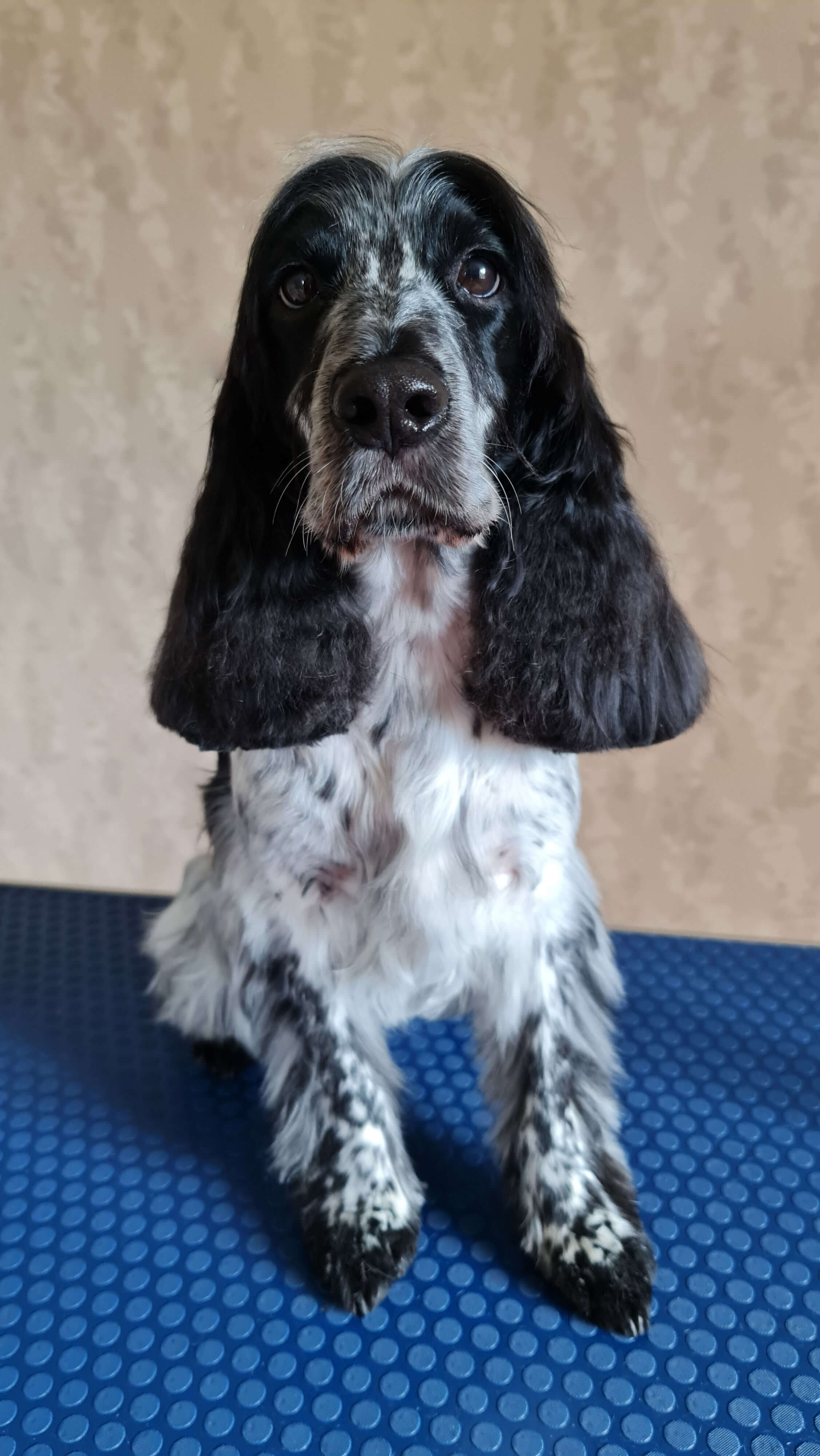 Image of a Dog after being professionally groomed.