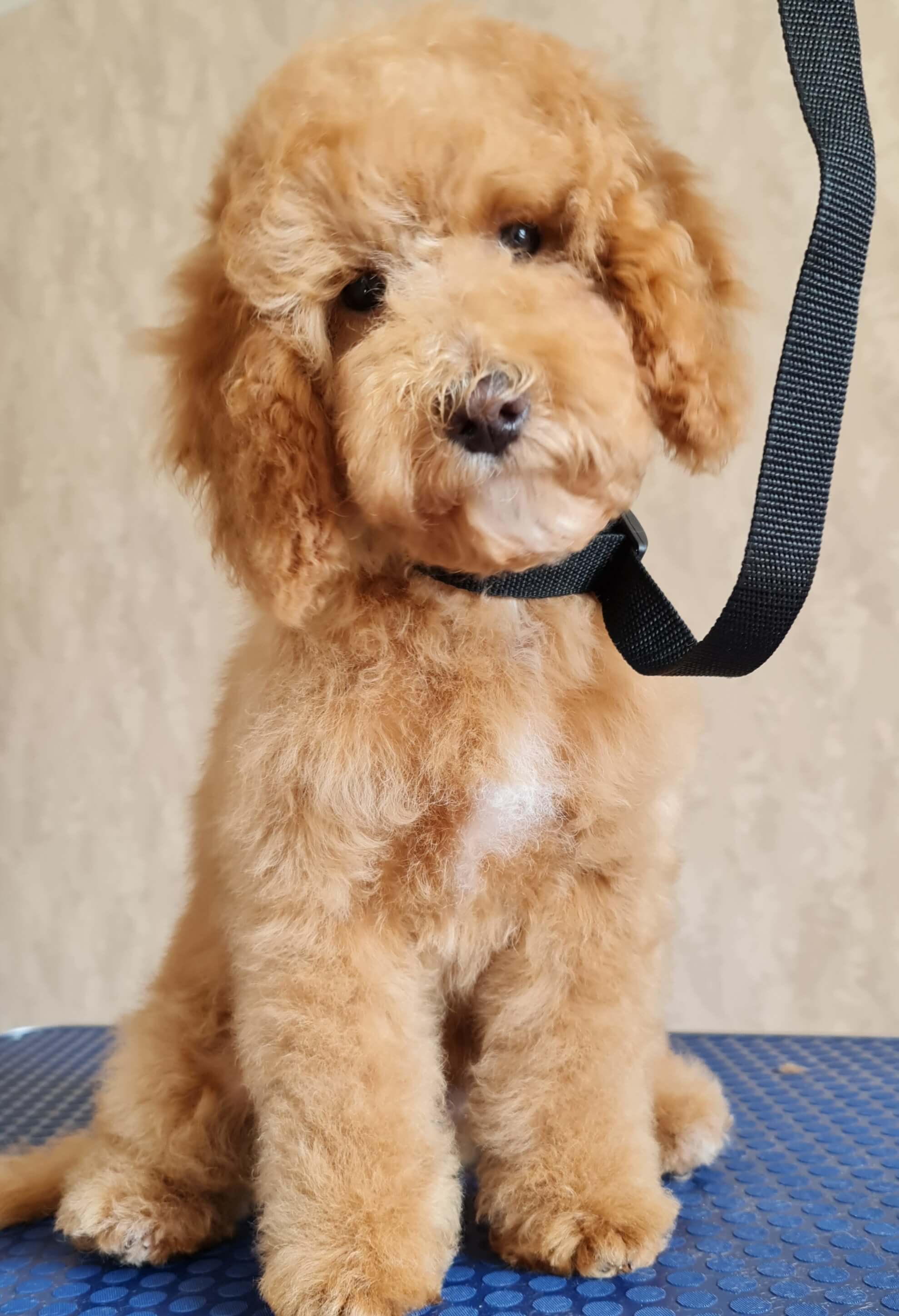 Image of a Dog after being professionally groomed.