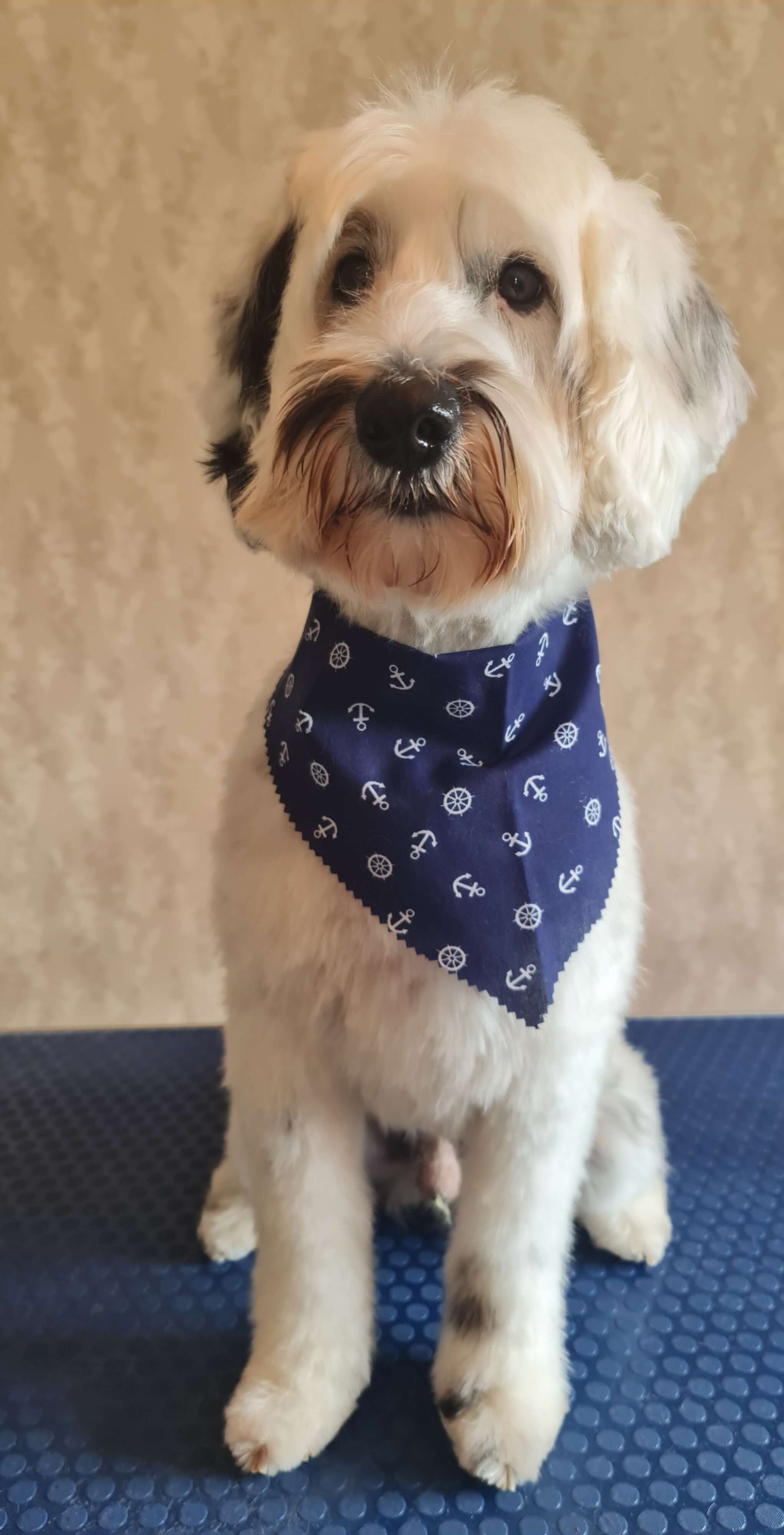 Image of a Dog after being professionally groomed.