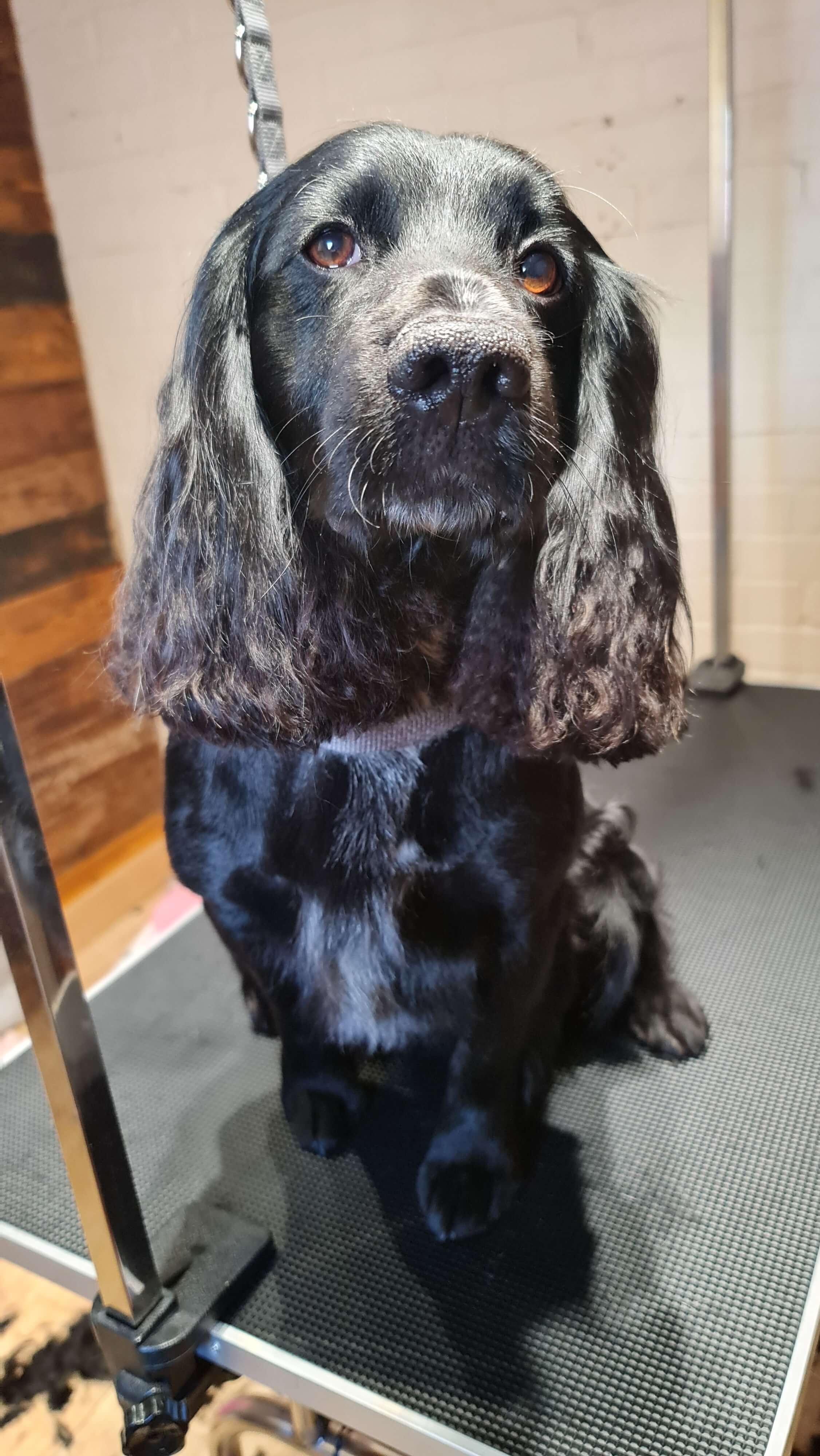 Image of a Dog after being professionally groomed.