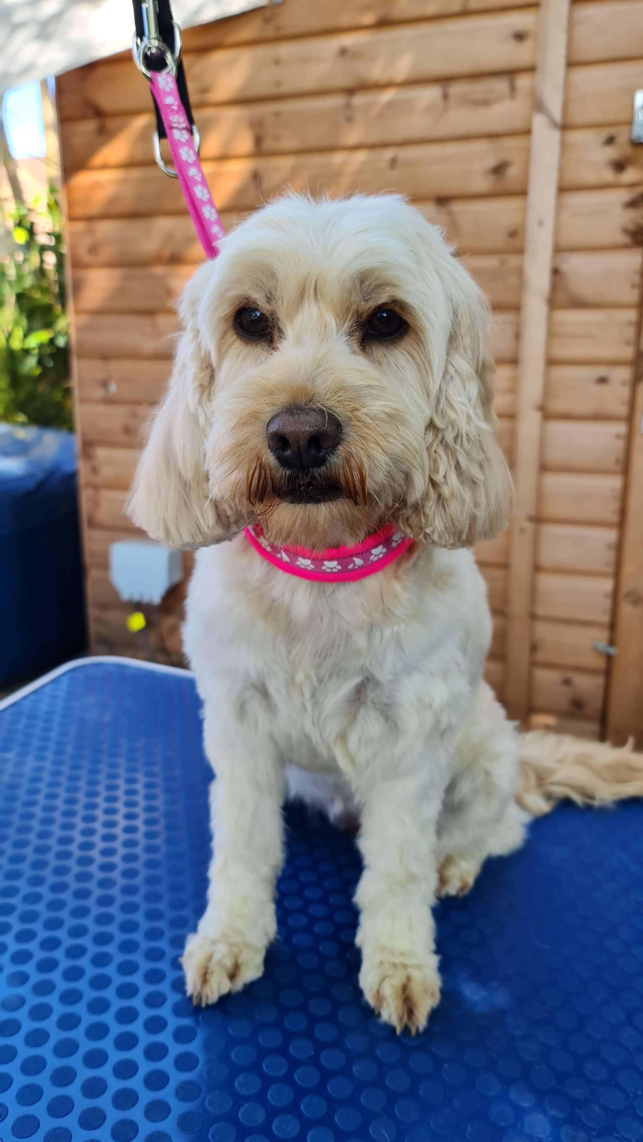 Image of a Dog after being professionally groomed.