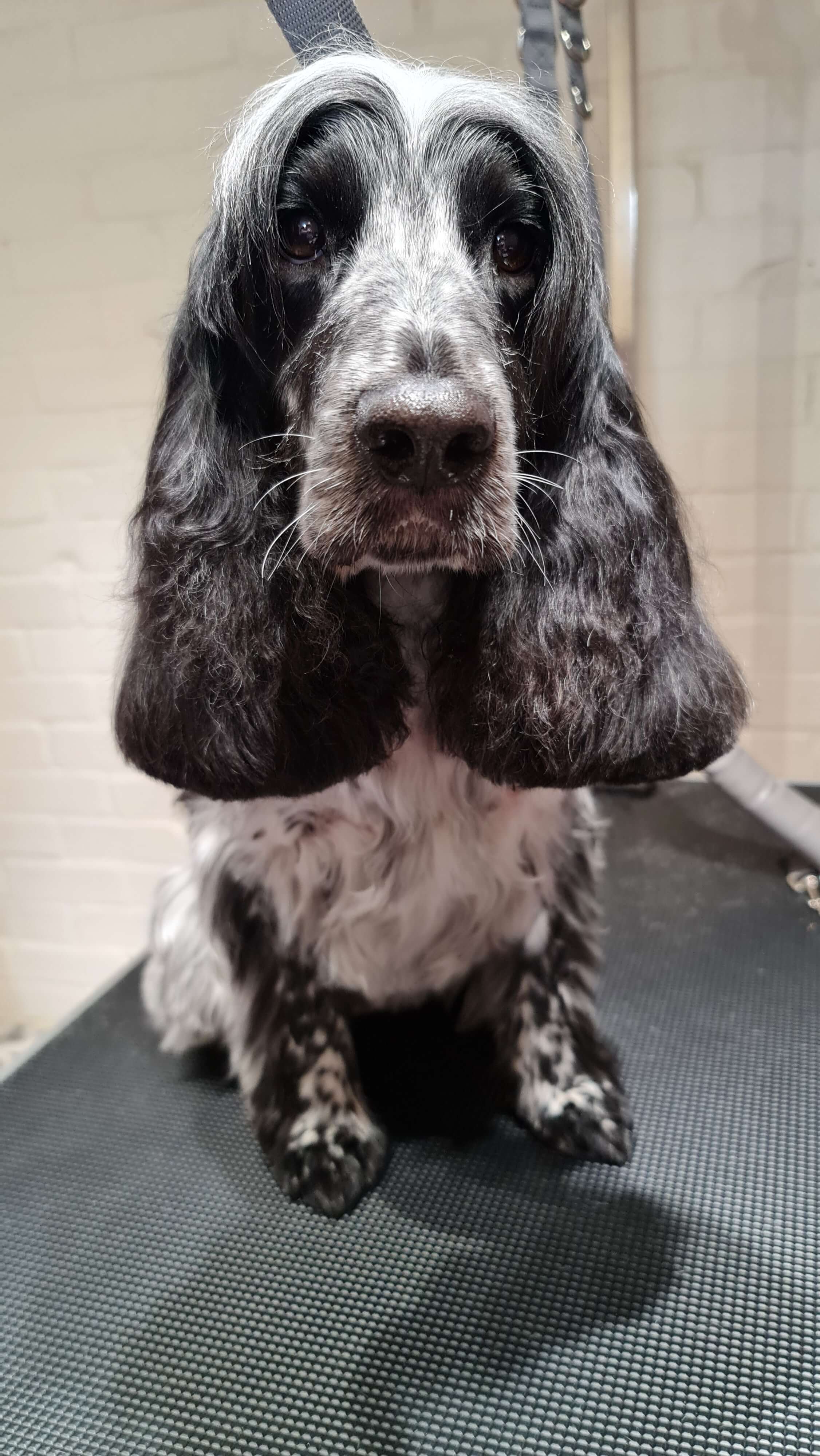 Image of a Dog after being professionally groomed.