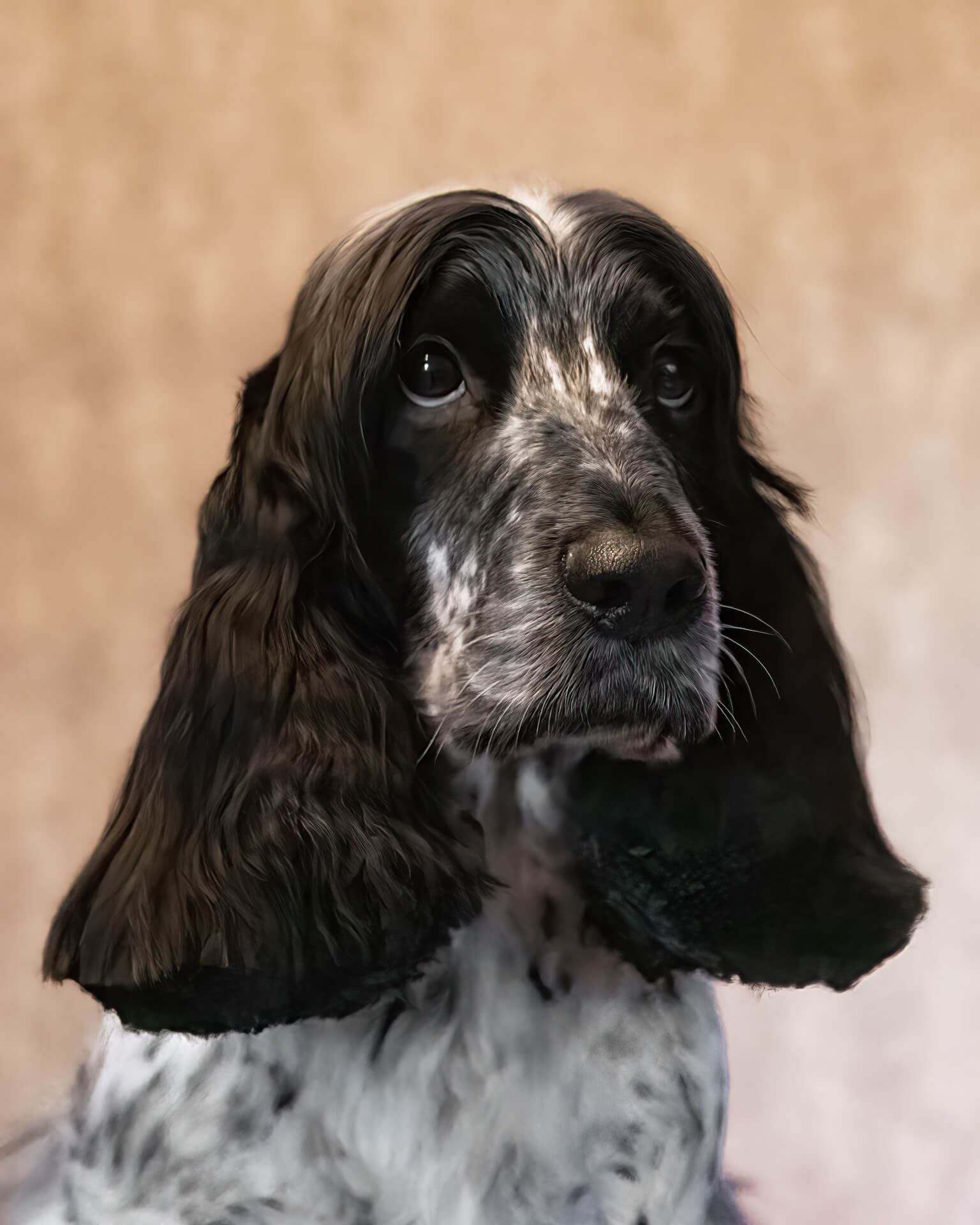 Image of a Dog after being professionally groomed.