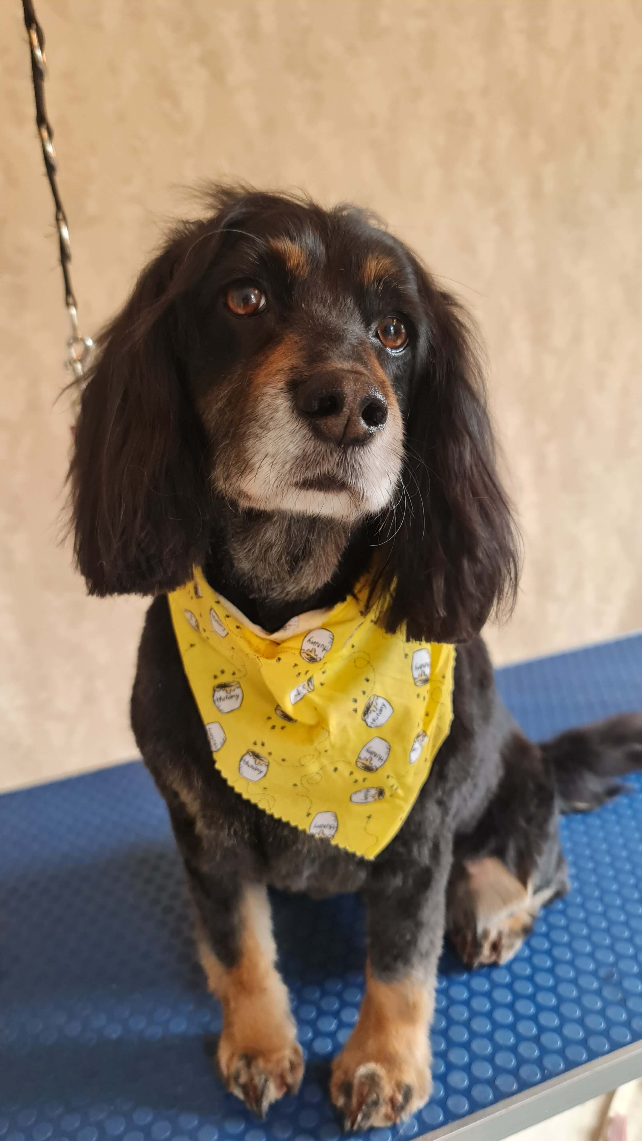 Image of a Dog after being professionally groomed.