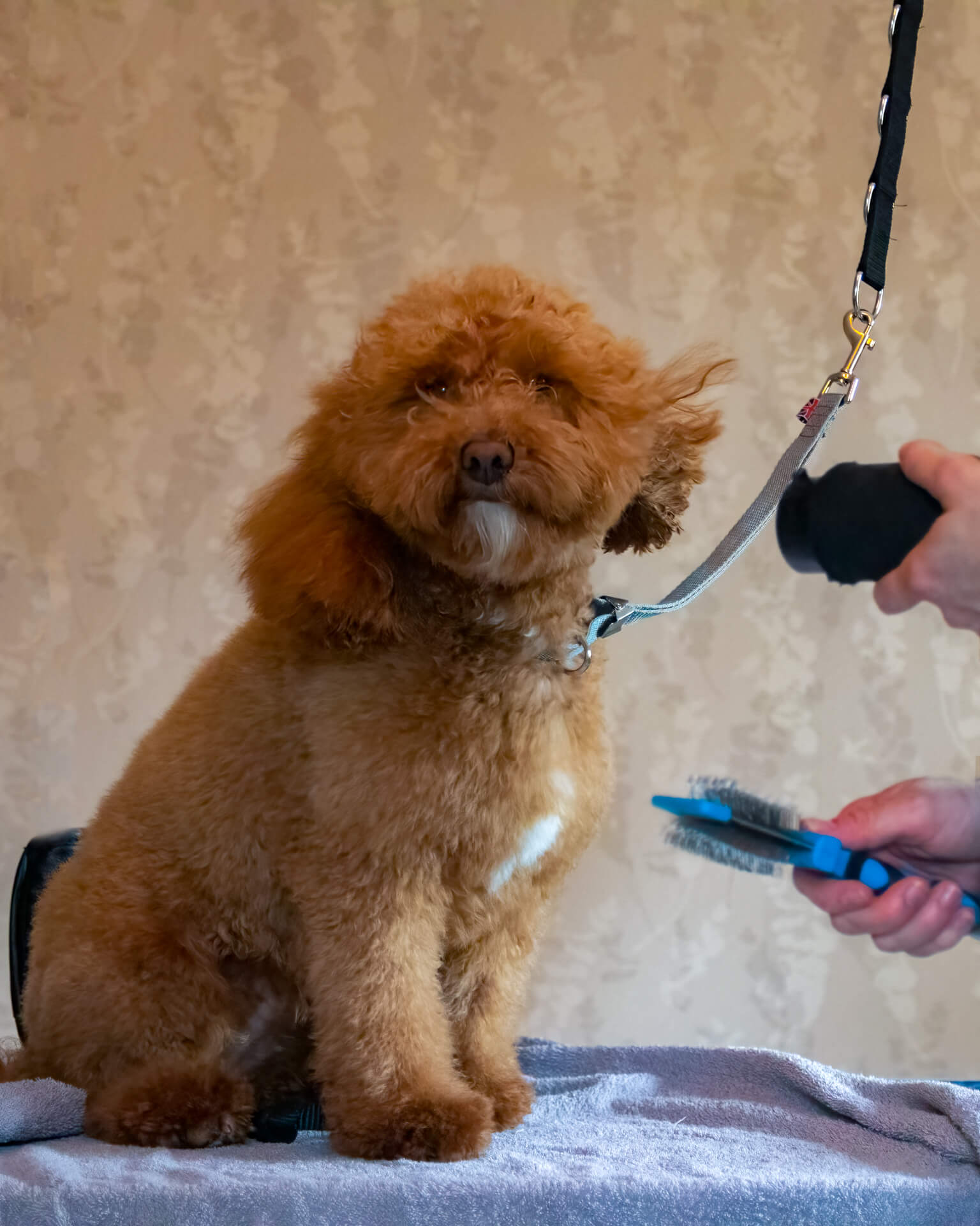 Image of a Dog receiving a Blow Dry after it's bath.