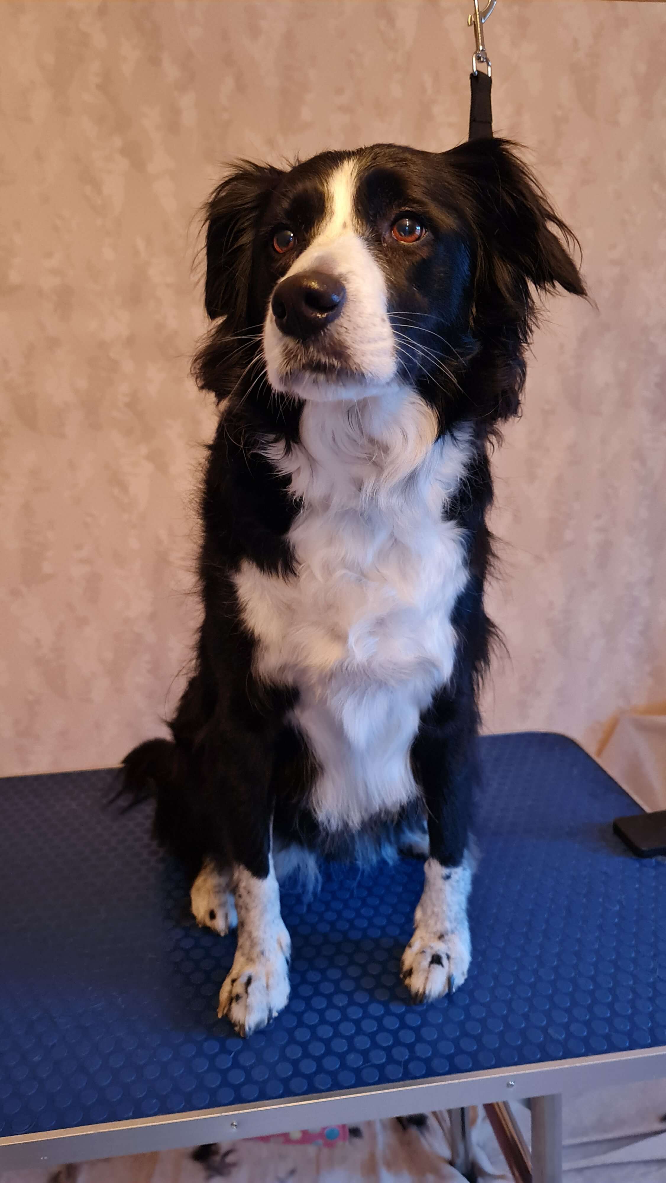 Image of a Border Collie