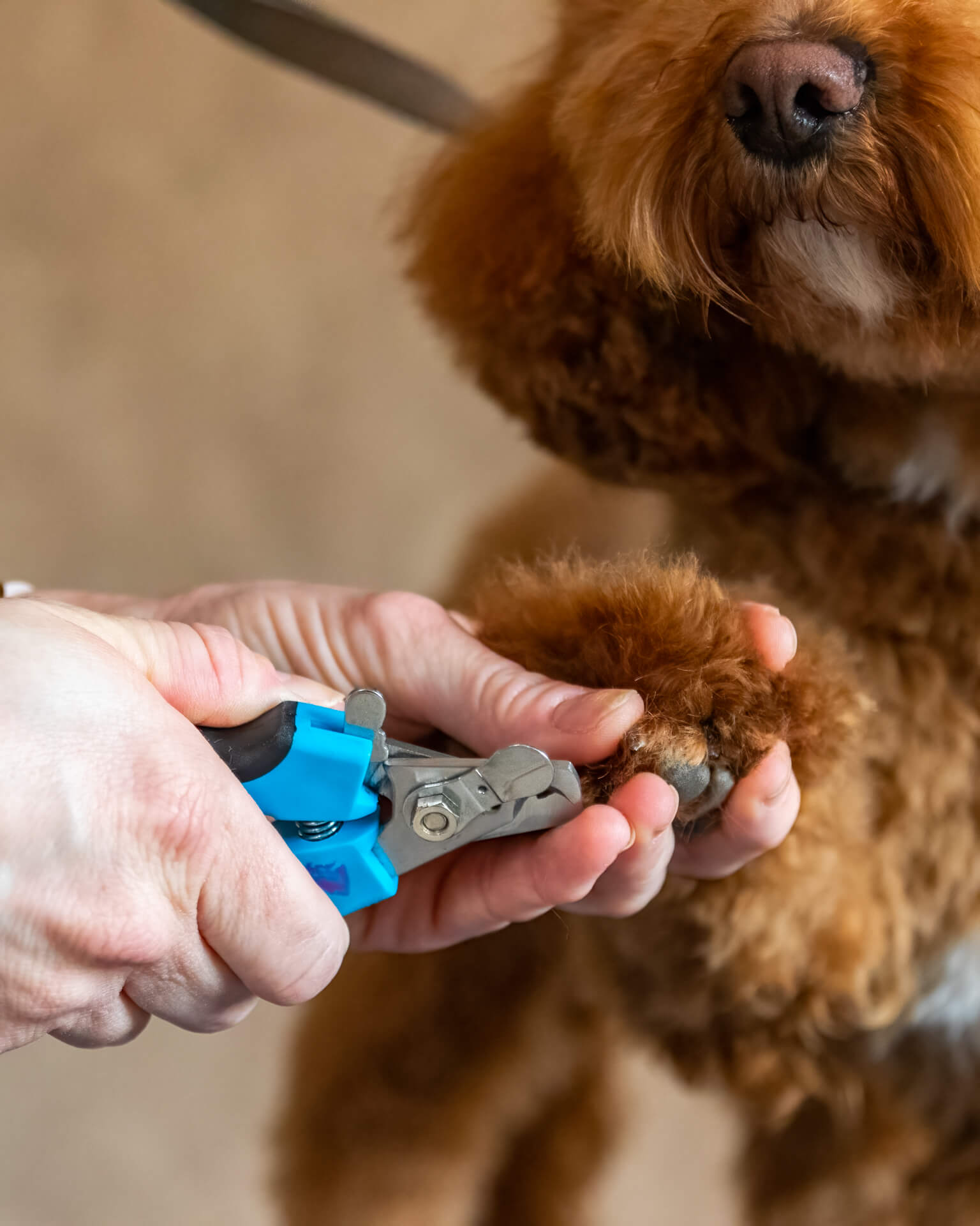 Image of a dog having it's nails clipped.