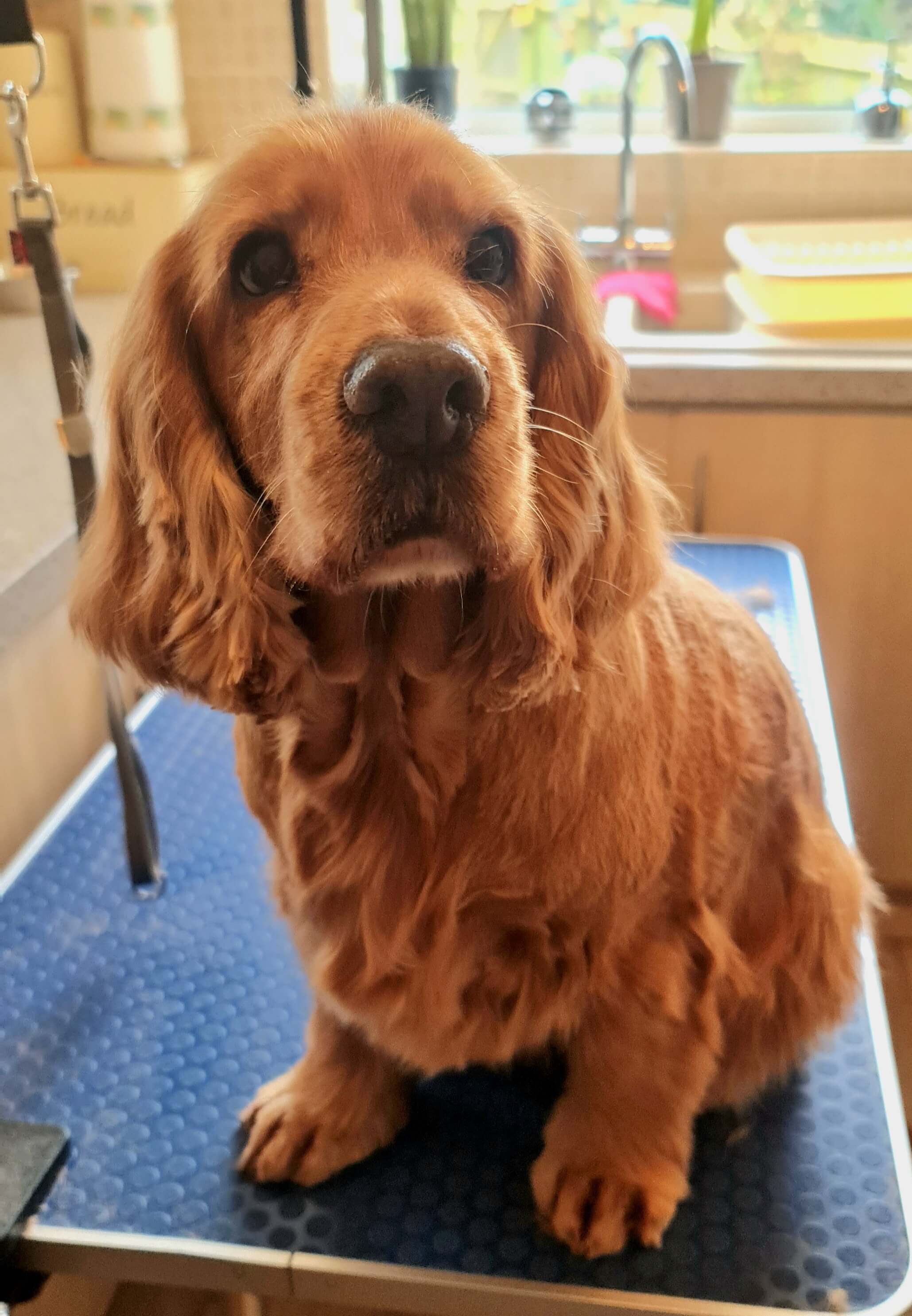 Image of a Dog after being professionally groomed.