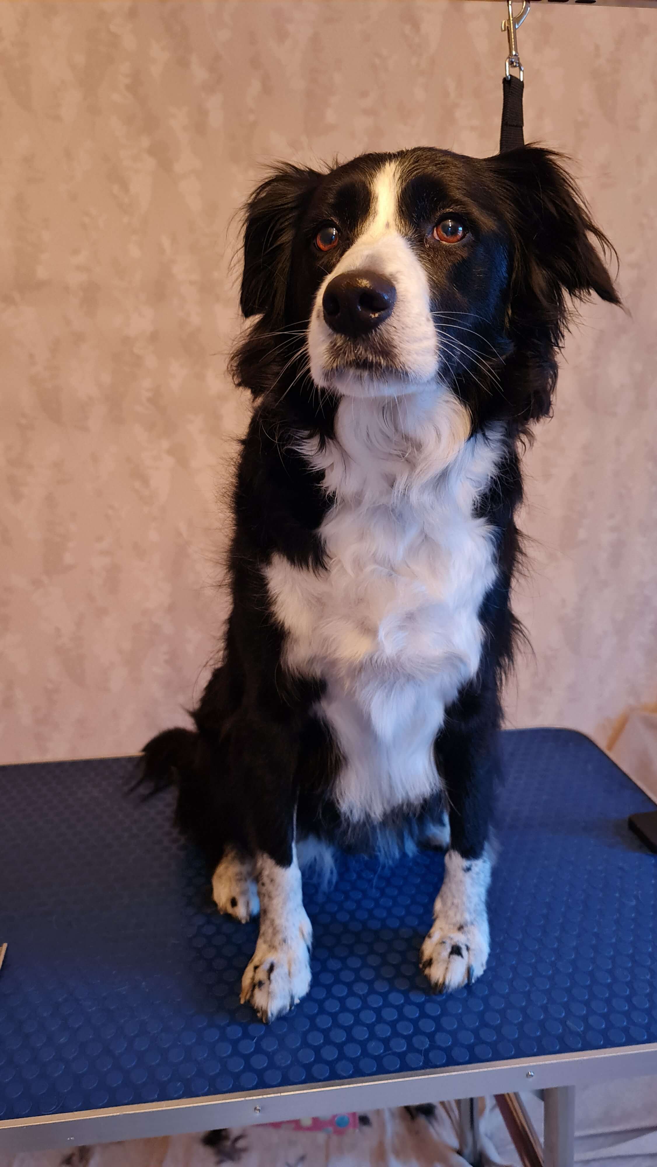 Image of a Dog after being professionally groomed.